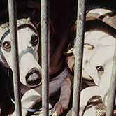  … a tot l’estat espanyol el 13% dels gossos que recullen les protectores són de gossos utilitzats per a la caça? 